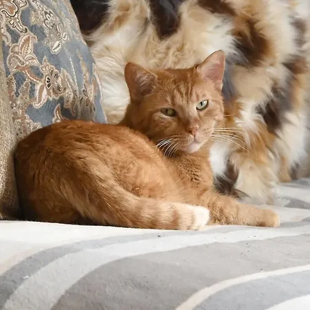 Gloriette - Boutiqueappartements Am Woerthersee Aparthotel