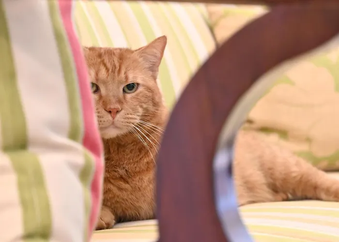 Gloriette - Boutiqueappartements Am Woerthersee 公寓式酒店 4*