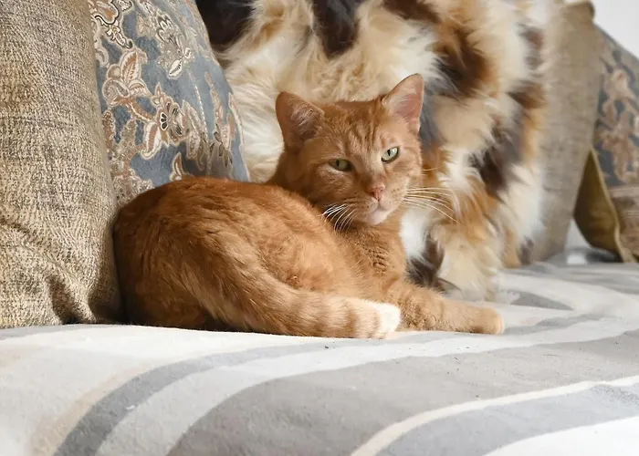 Gloriette - Boutiqueappartements Am Woerthersee 公寓式酒店